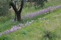 Orchis italica